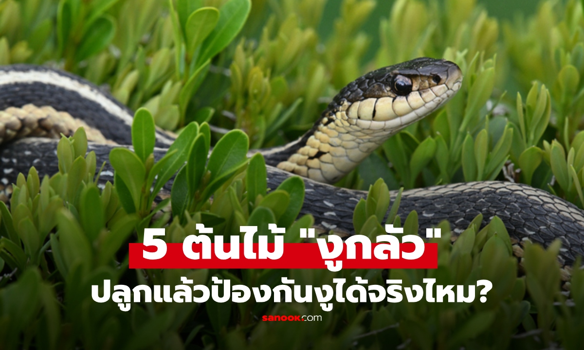 5 ต้นไม้ยอดฮิต "ไล่งู" ปลูกไว้รอบบ้านป้องกันงูได้ จริงหรือ? เปิดความจริงก่อนหามาปลูก