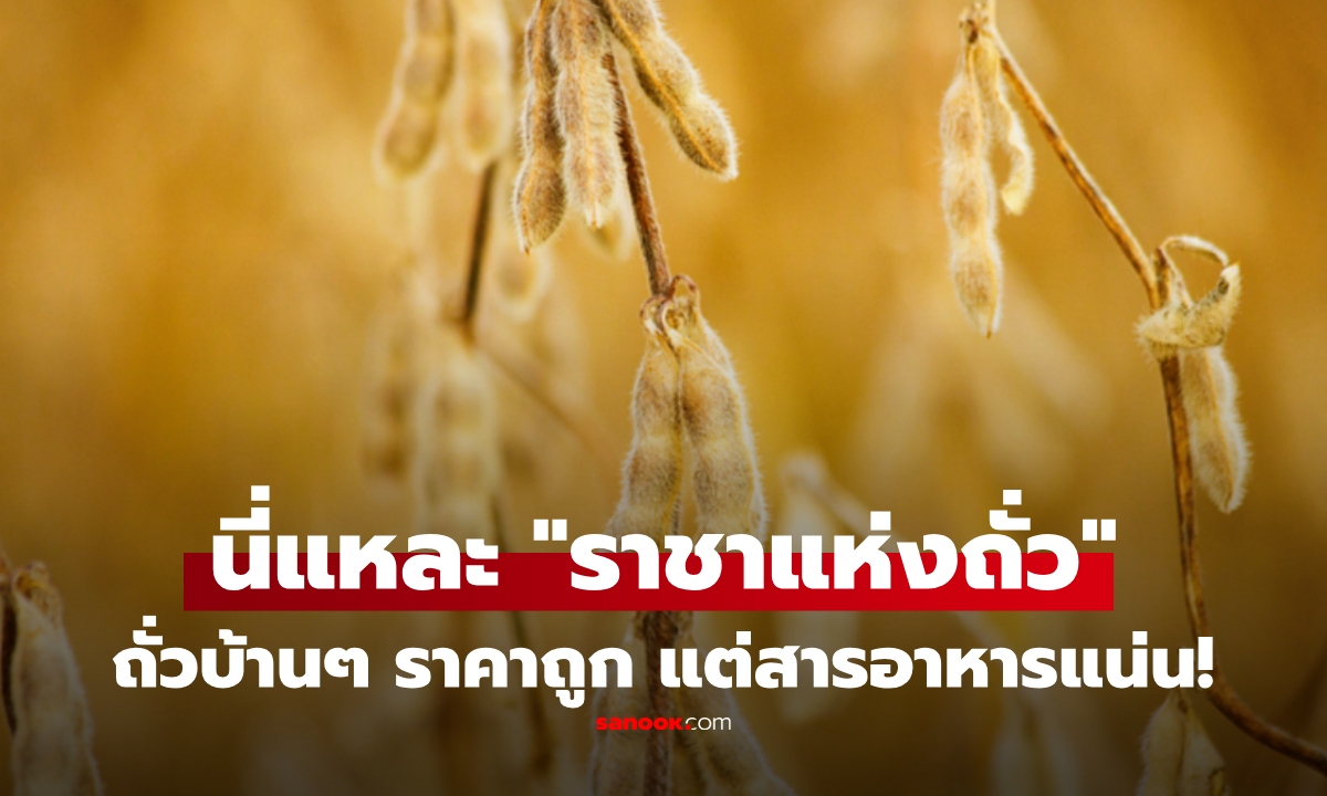 เพิ่งรู้ "ราชาแห่งถั่ว" คือถั่วชนิดนี้! โปรตีนสูง แคลต่ำ สารอาหารแน่น ล้มแชมป์ถั่วราคาแพงๆ