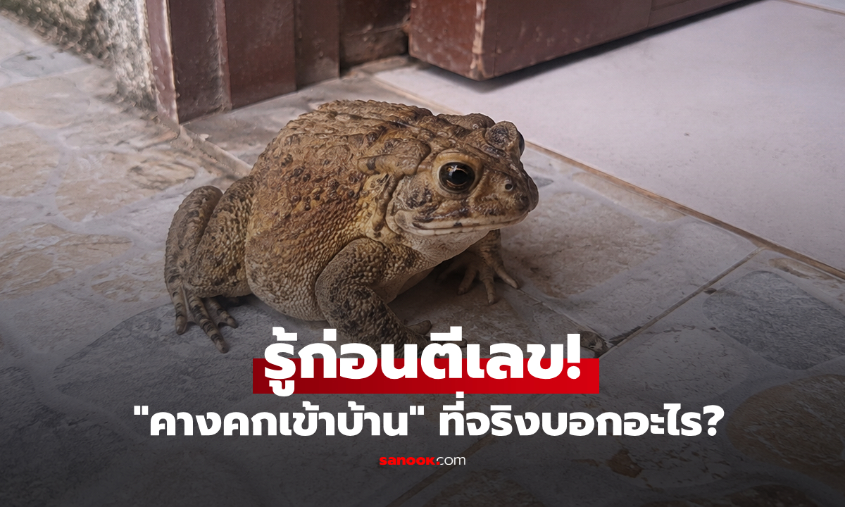 "คางคกเข้าบ้าน" ลางดีหรือลางร้าย? เปิดความจริงทางธรรมชาติก่อนตีเลขเด็ด!