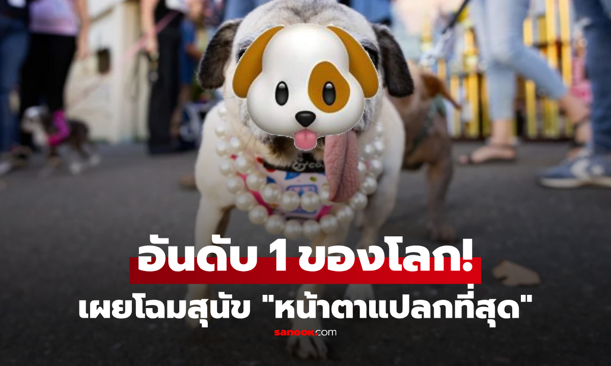 โฉมหน้าแชมป์ "สุนัขขี้เหร่ที่สุดในโลก 2026" ปั๊กน้อยที่ชนะใจกรรมการ