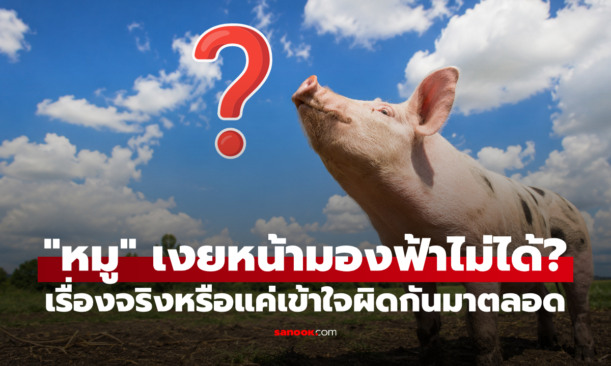 ไขข้อสงสัย "หมู" เงยหน้ามองท้องฟ้าไม่ได้ จริงหรือไม่?