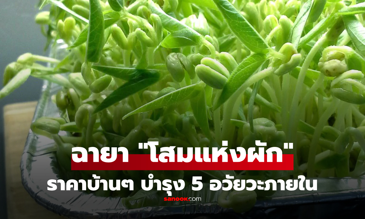 ฉายา "โสมแห่งผัก" ราคาหลักสิบ บำรุง 5 อวัยวะภายใน ล้างพิษดับร้อน ไทยมีขายเต็มตลาด!