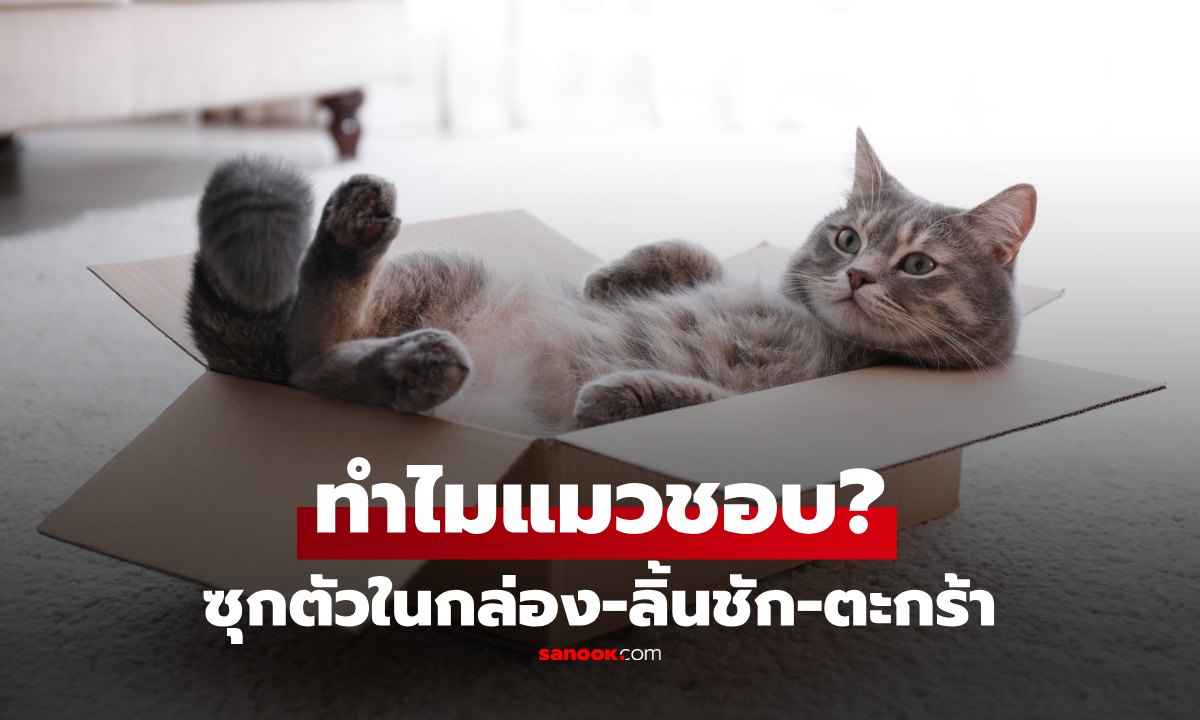 ทำไม "แมว" ถึงคลั่งรักการซุกตัวในพื้นที่แคบๆ กล่อง-ลิ้นชัก-ตะกร้า?