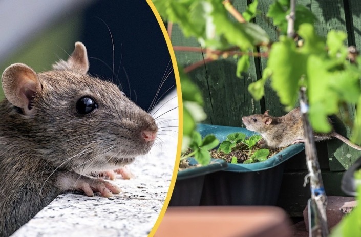 2 ผักบ้านๆ แค่วางไว้ ‘หนูพุก-หนูท่อ’โก่นตูดหนีทันที ขับไล่ได้ผลชัวร์!