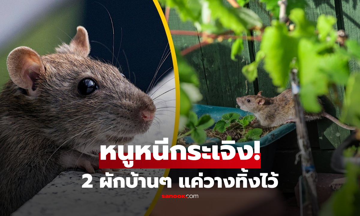 2 ผักบ้านๆ แค่วางไว้ "หนูพุก-หนูท่อ" โก่นตูดหนีทันที ขับไล่ได้ผลชัวร์!
