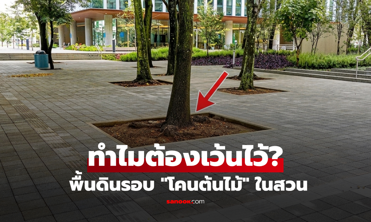 ทำไม "โคนต้นไม้" ในสวนสาธารณะ ถึงเว้นพื้นที่ดินว่างไว้? เฉลยเหตุผลสำคัญกว่าที่คิด!