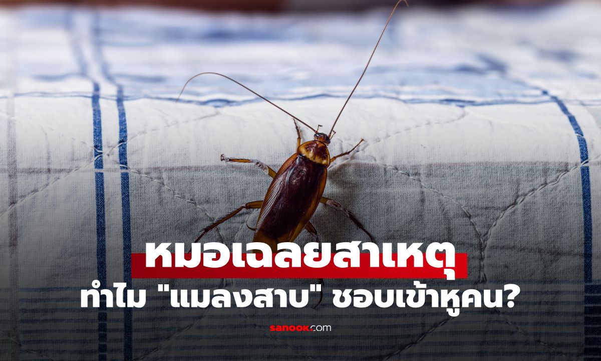 ทำไมแมลงสาบชอบเข้าหูคน? หมอเฉลยสาเหตุ และข้อห้ามสำคัญหากแมลงเข้าหู