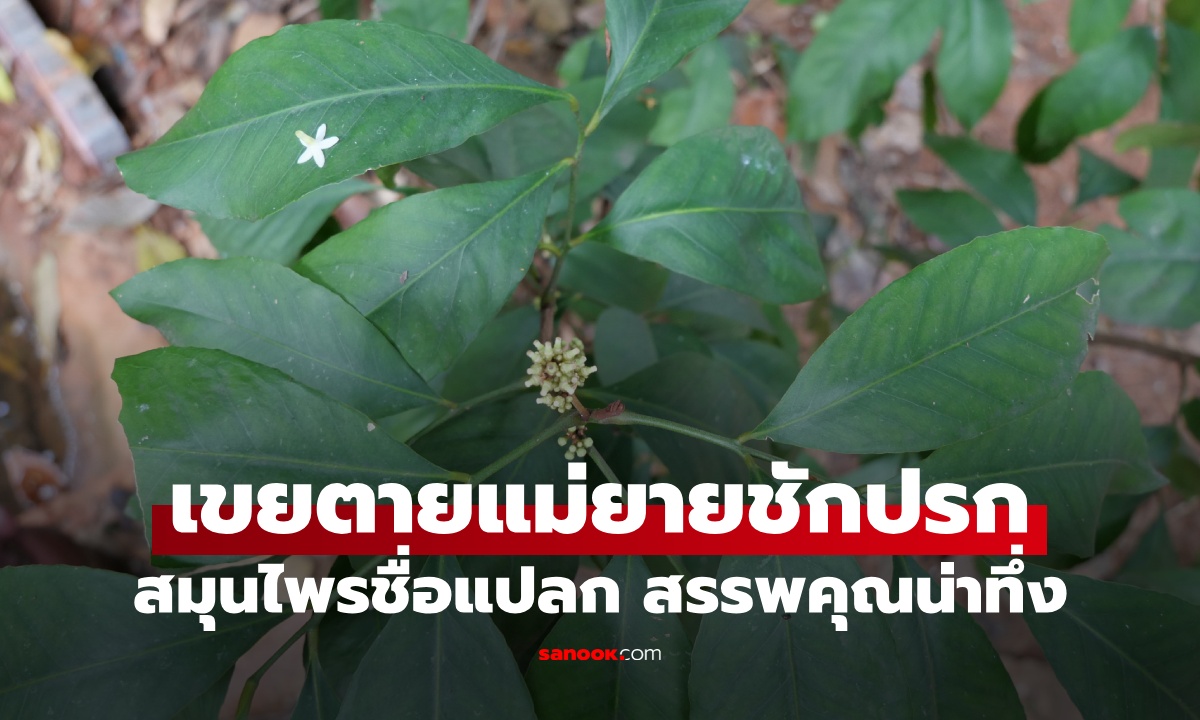 เปิดตำนาน "เขยตายแม่ยายชักปรก" สมุนไพรชื่อแปลกสรรพคุณน่าทึ่ง มีพิษและแก้พิษ