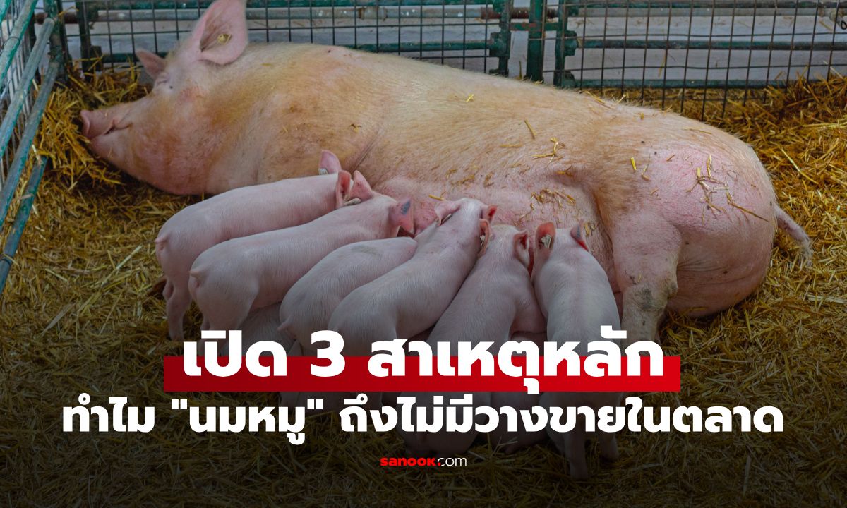 "นมหมู" สารอาหารสูงกว่านมวัว แต่ทำไมไม่มีใครทำขาย? กูรูเฉลย 3 เหตุผลหลัก