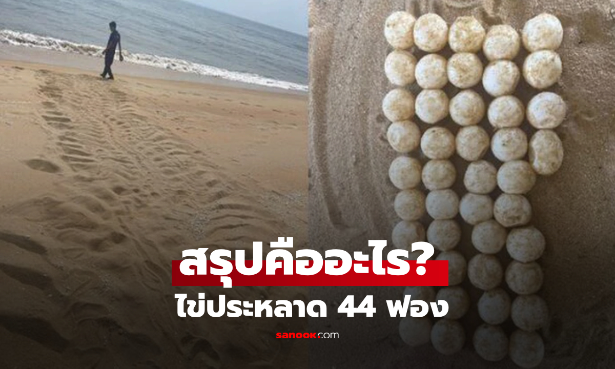 พบรอยคลานยักษ์ พร้อม "ไข่ล้ำค่า" 44 ฟอง บนหาดมารัง จนท.เฉลยแล้วตัวอะไร!