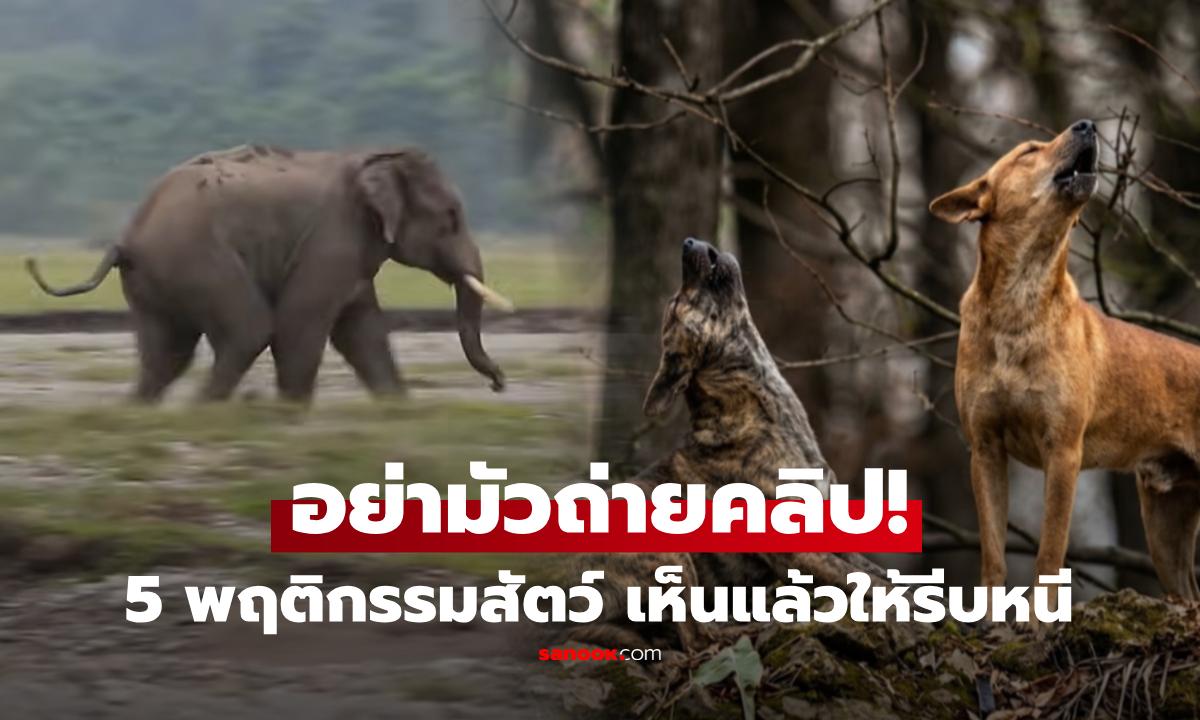 อย่ามัวถ่ายคลิป! 5 พฤติกรรมสัตว์ผิดปกติ เห็นแล้วรีบหนี อาจเป็นสัญญาณเตือน สิ่งที่มนุษย์ยังไม่รู้!