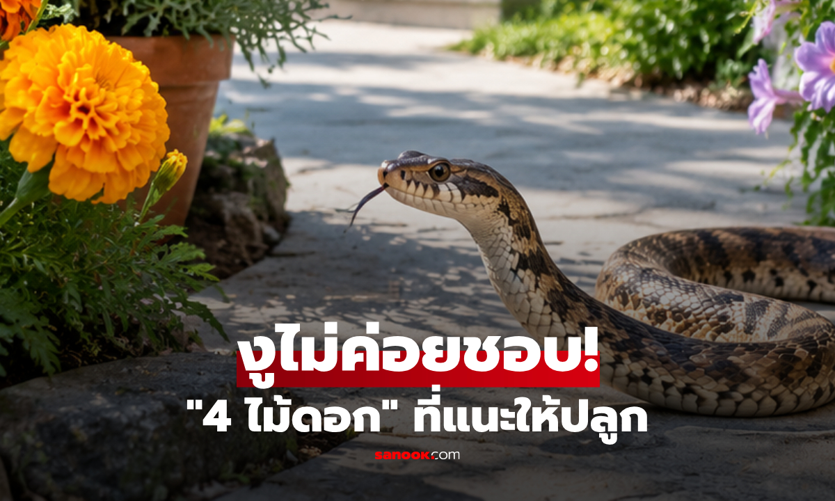 ภาพ4 ไม้ดอก “งูไม่ค่อยชอบ” แนะปลูกไว้รอบบ้าน ทั้งสวยและช่วยลดความเสี่ยง!
