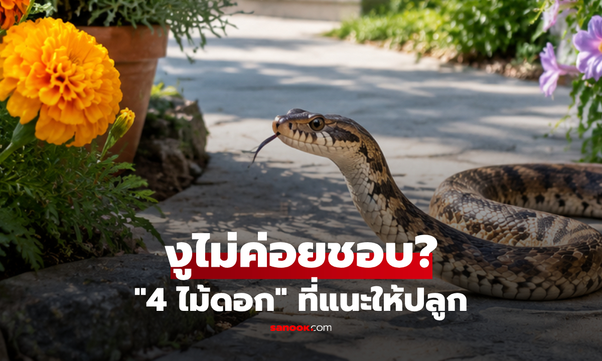 4 ไม้ดอก “งูไม่ค่อยชอบ” แนะปลูกไว้รอบบ้าน ทั้งสวยและช่วยลดความเสี่ยง?!