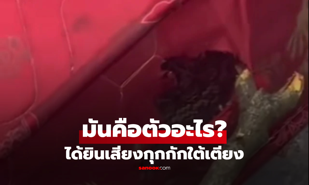 เอะใจ "เสียงกุกกัก" ใต้เตียง ผัวเมียส่องดูต้นเหตุ ช็อก! สัตว์หนักกว่า 2 กก.ซ่อนในฟูก