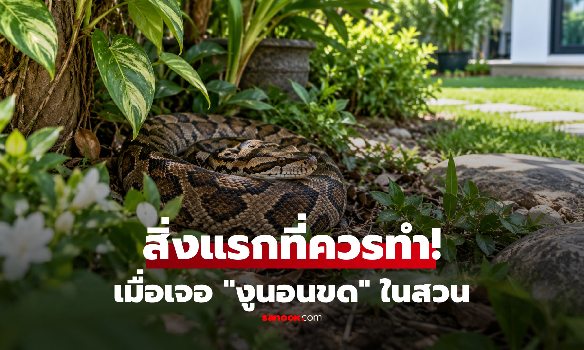 เจอ "งูนอนขด" อยู่ในสวน สิ่งแรกที่ควรทำคืออะไร? รู้วิธีรับมือให้ปลอดภัย ไม่ต้องเสี่ยงเข้าใกล้!