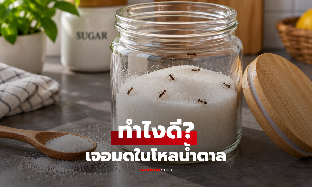 เจอมดในโหลน้ำตาล ควรทำอย่างไรก่อน? สรุปควรนำมากินต่อหรือไม่!