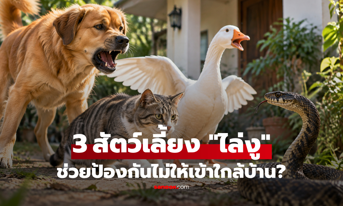 3 สัตว์เลี้ยง ที่เชื่อว่าสามารถ 