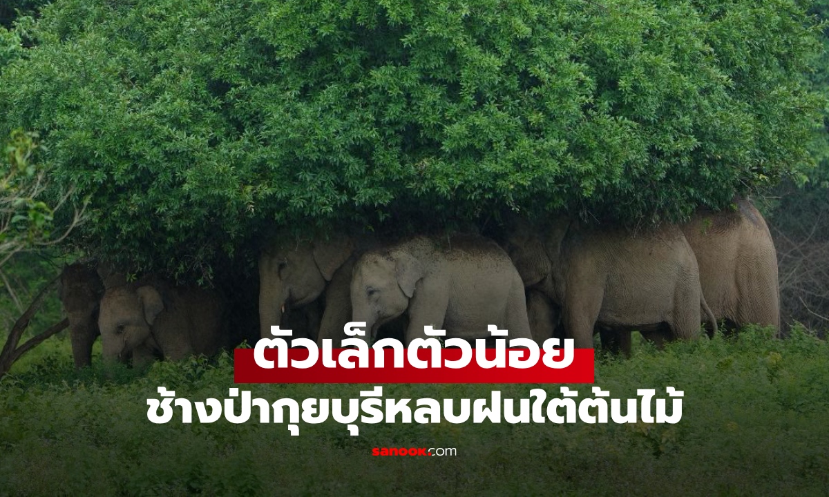 ชาวเน็ตใจละลาย "ช้างป่ากุยบุรี" ยืนเบียดหลบฝนใต้ต้นไม้ น้องน่ารักตัวเล็กตัวน้อย