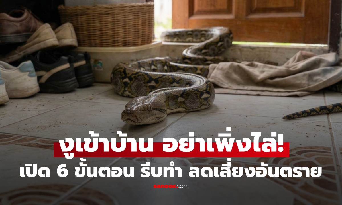 งูเข้าบ้าน ลางดีหรือร้ายไม่รู้ แต่นี่คือ 6 ข้อ ที่ต้องทำ เพื่อความปลอดภัย!