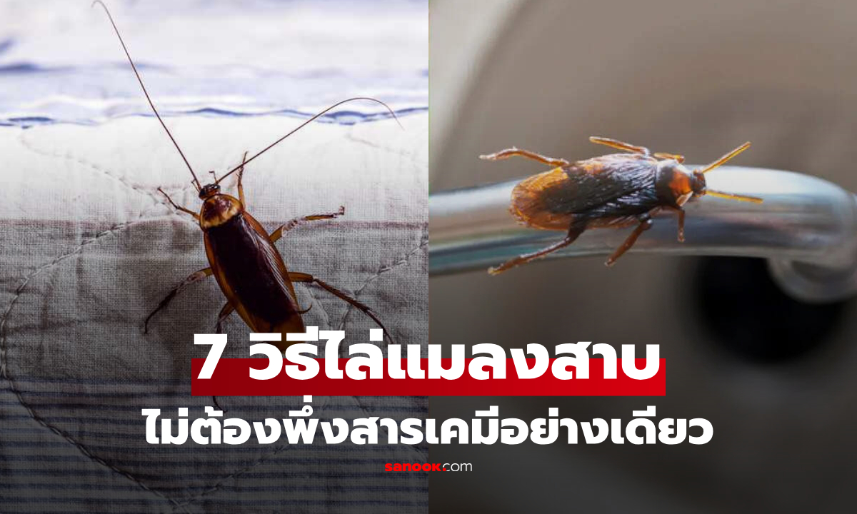 7 วิธีง่ายๆ ไล่แมลงสาบออกจากบ้าน ไม่ต้องพึ่งสารเคมีอย่างเดียว!
