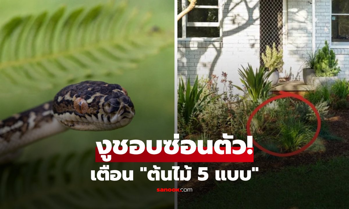 ต้นไม้ 5 แบบที่ "งูชอบซ่อนตัว" หลายบ้านปลูกไว้ไม่รู้ตัว นิตยสารออสเตรเลียเตือน!