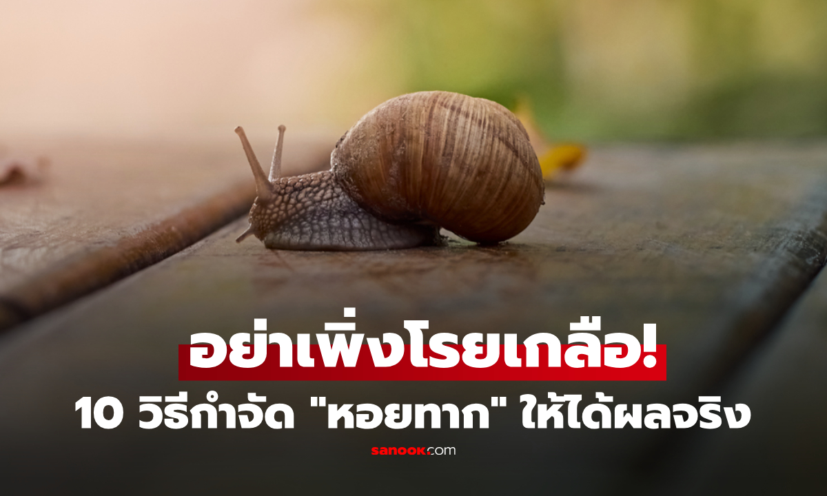 ฝนตกทีไรเจอบุก! รวม 10 วิธีกำจัด "หอยทาก" ได้ผลจริง โดยไม่ทำร้ายต้นไม้