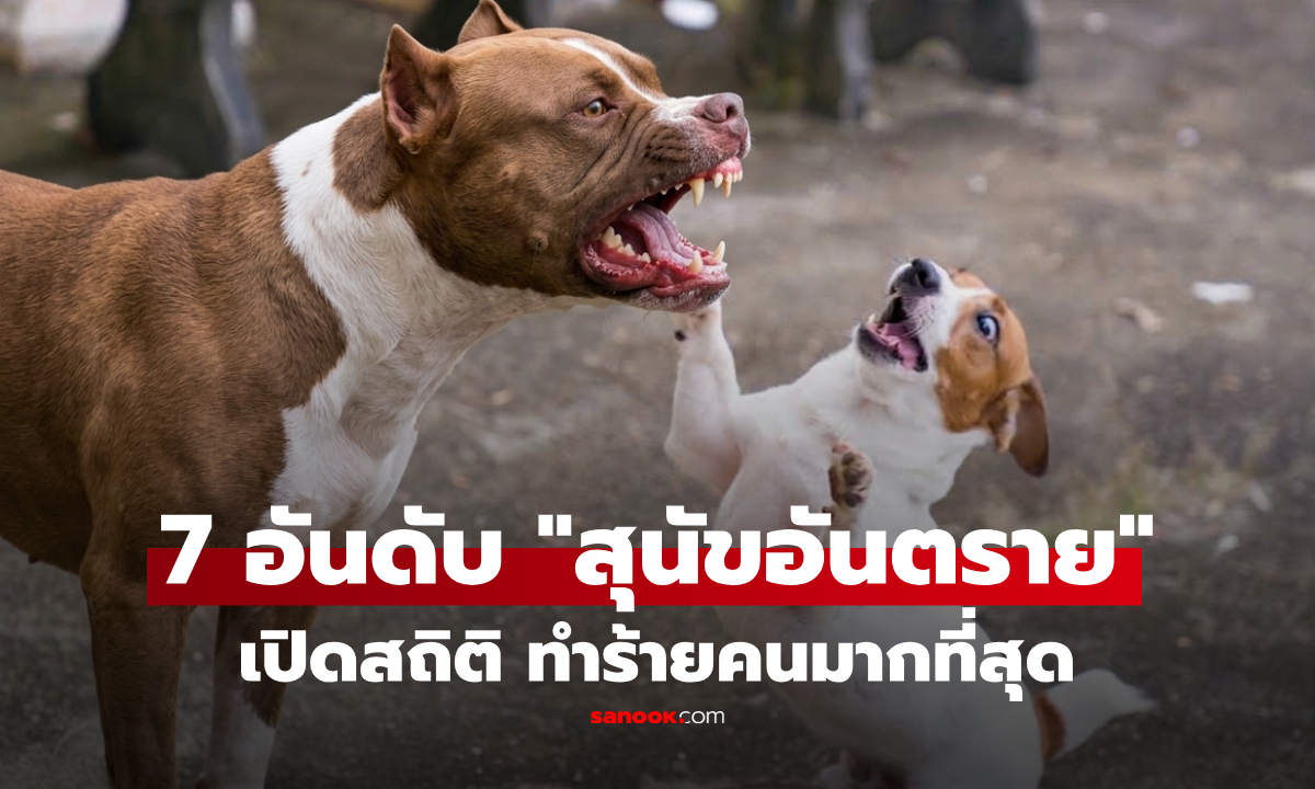 รู้ก่อนเลี้ยง! 7 สายพันธุ์สุนัข "อันตรายที่สุด" เผยสถิติพันธุ์ไหนโจมตีคนอันดับ 1 เห็นแล้วตกใจ