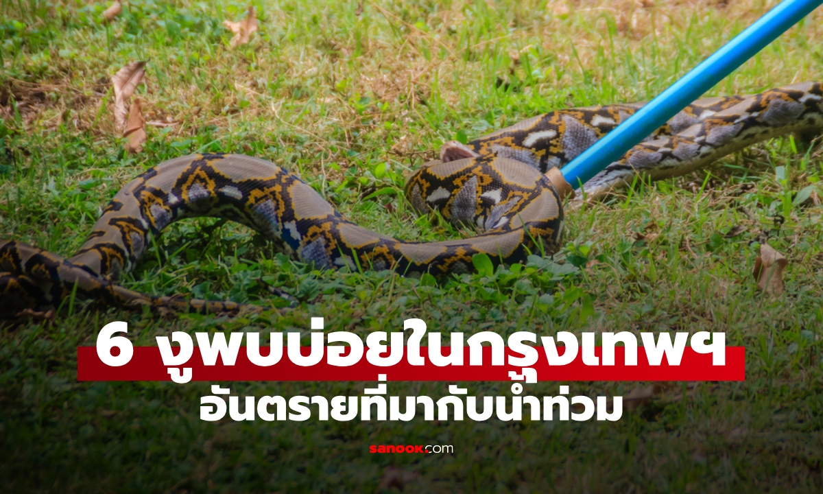 งู 6 ชนิดพบบ่อยในกรุงเทพฯ ระวังสัตว์มีพิษ งูหนีน้ำเข้าบ้านช่วงฝนตกน้ำท่วม