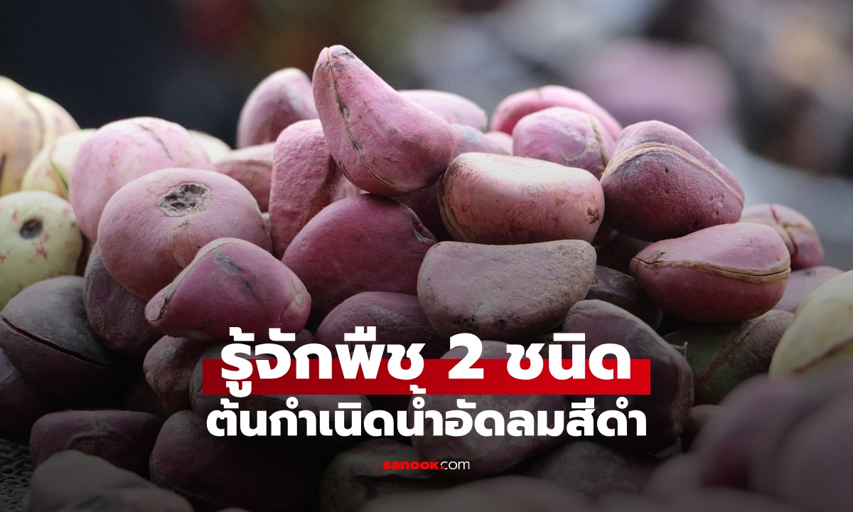 น้ำอัดลมสีดำ ทำมาจากอะไร? รู้จักพืช 2 ชนิด ต้นกำเนิด "โคล่า" เครื่องดื่มระดับโลก