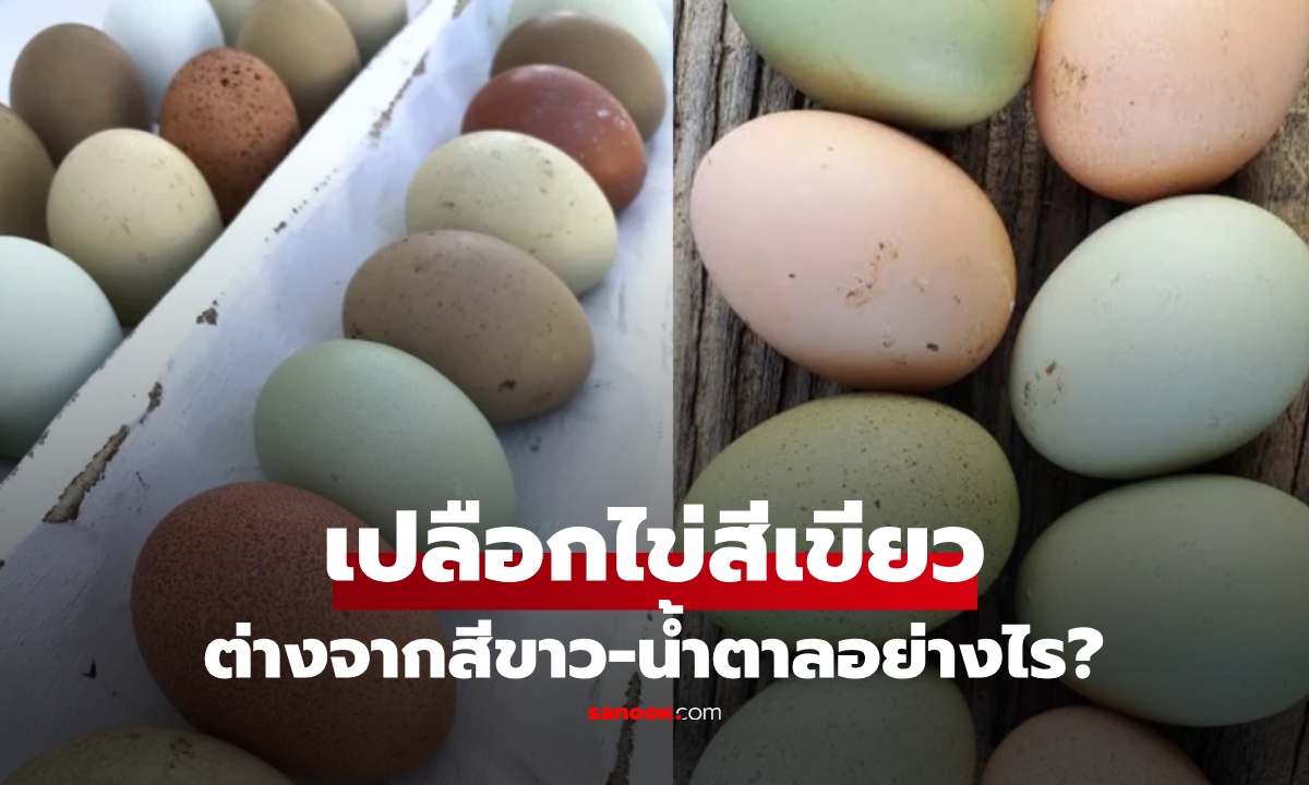 "เปลือกไข่สีเขียว" ต่างจากสีขาวและน้ำตาลอย่างไร? เปิดที่มาที่หลายคนสงสัย!