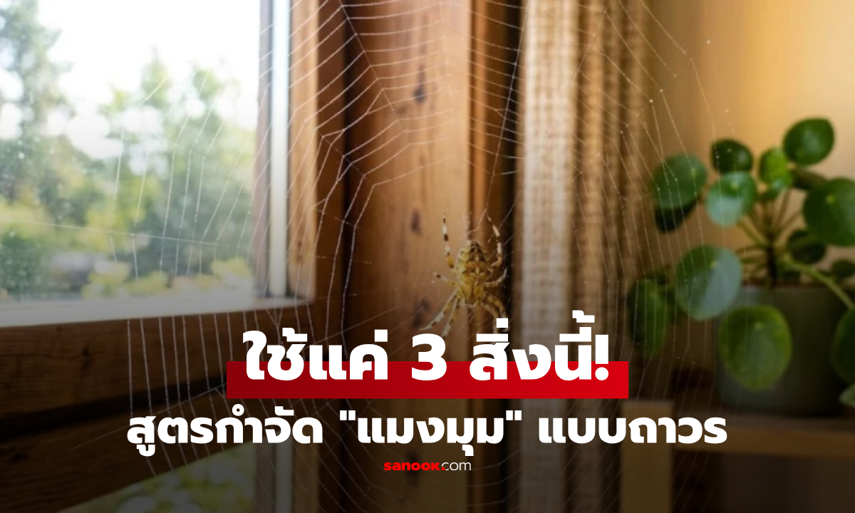 วิธีขจัด "แมงมุม" ออกจากบ้านอย่างถาวร ใช้เพียง 3 ส่วนผสมบ้านๆ