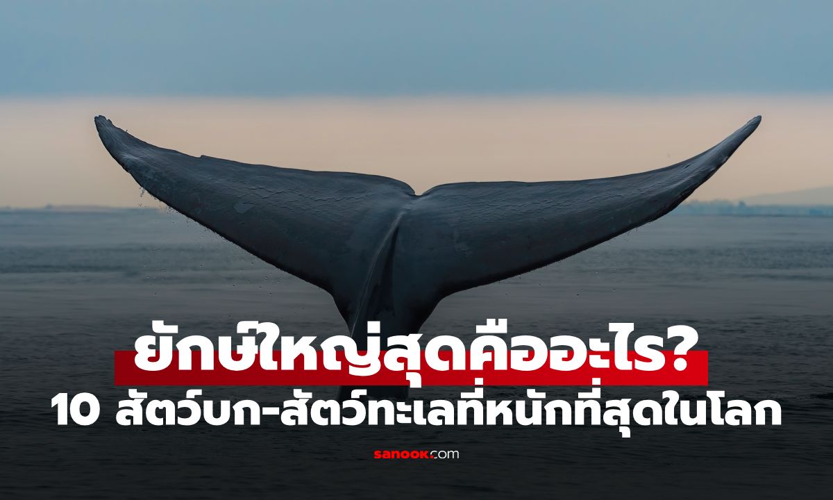 สัตว์ที่หนักที่สุดในโลก คืออะไร? เปิด 10 อันดับ ยักษ์ใหญ่ทั้งบนบกและในทะเล