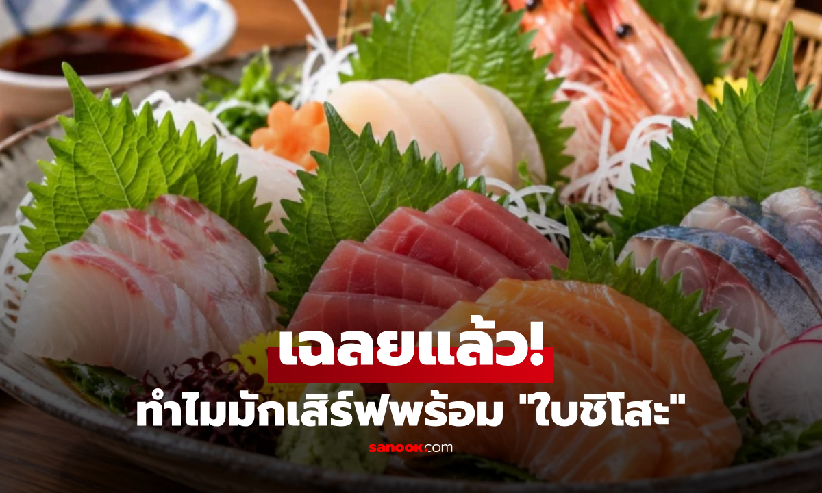 ทำไมปลาดิบญี่ปุ่น มักเสิร์ฟมาคู่กับ "ใบชิโซะ" ช่วยฆ่าเชื้อโรคได้จริงหรือ?