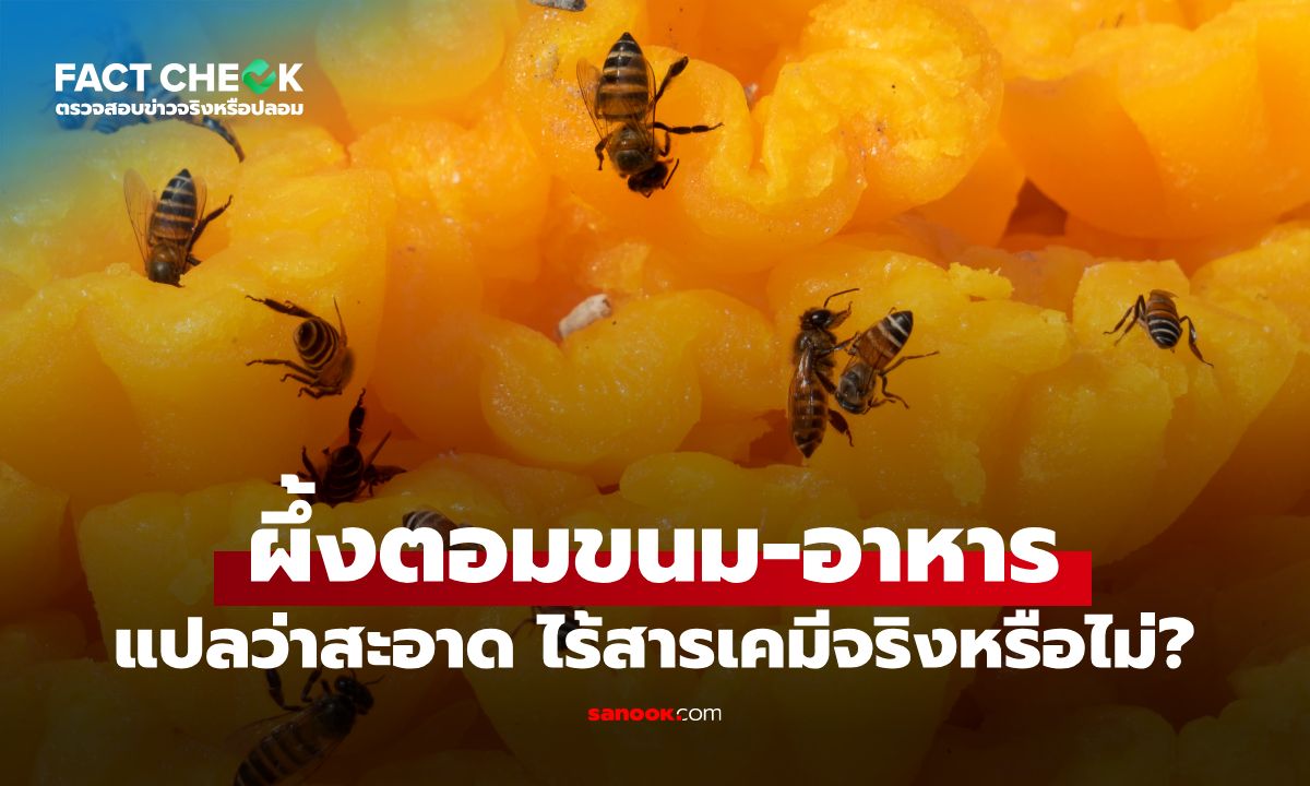 ความเชื่อ "ผึ้ง" ตอมขนม-อาหาร แปลว่าสะอาด ไร้สารเคมีจริงหรือไม่? : เช็กข่าวชัวร์