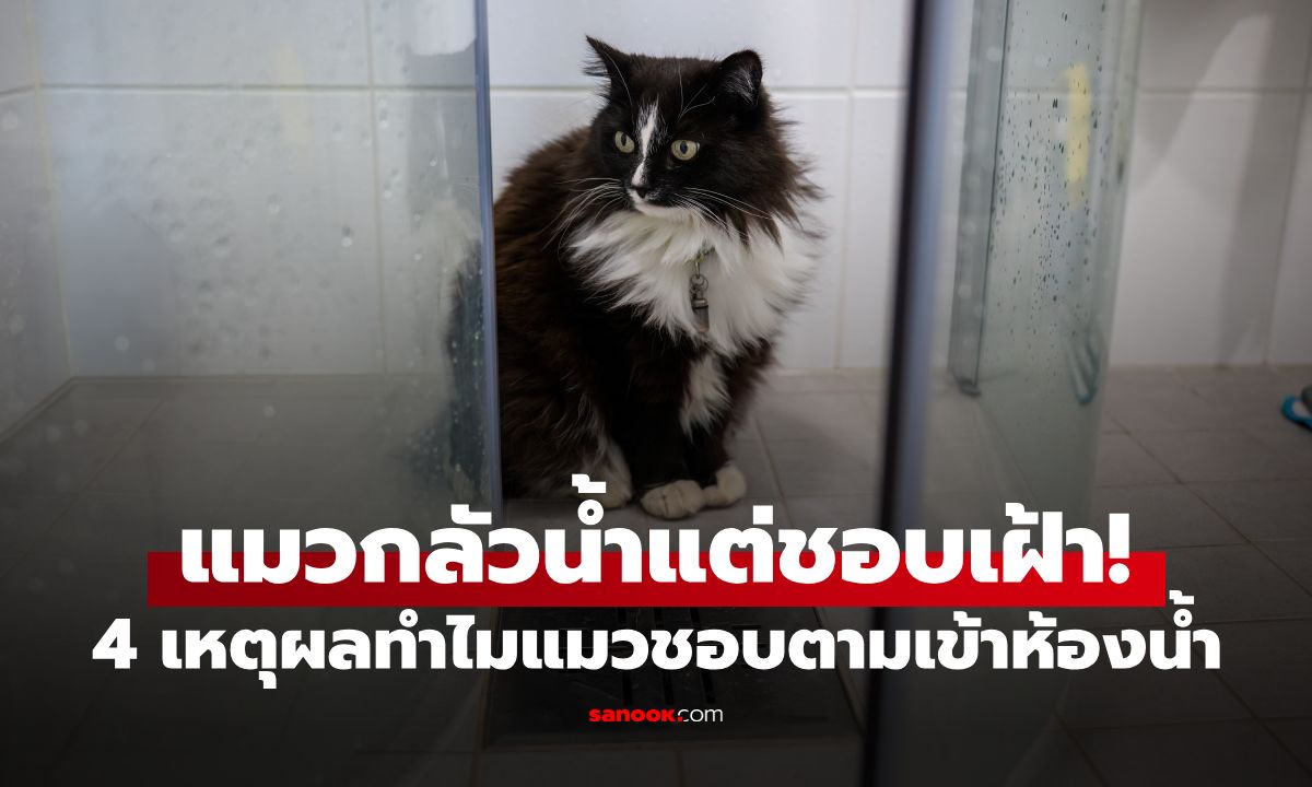 ทำไมแมวชอบตามเข้าห้องน้ำ ทั้งที่กลัวน้ำ? สัตวแพทย์เผย 4 เหตุผลสุดเอ็นดู