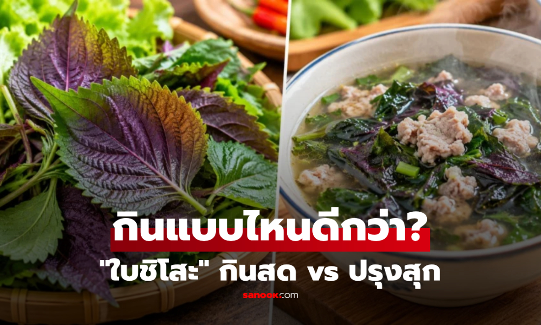 "ใบชิโสะ" กินสดหรือปรุงสุกดีกว่ากัน? เปรียบเทียบข้อดี พร้อมวิธีกินให้ได้ประโยชน์
