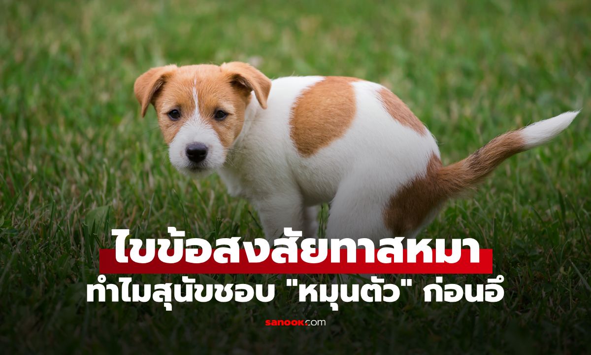 ไขข้อสงสัย ทำไมสุนัขต้องหมุนตัวก่อนอึ? เปิดความจริงที่ทำเอาทาสหมาคาดไม่ถึง