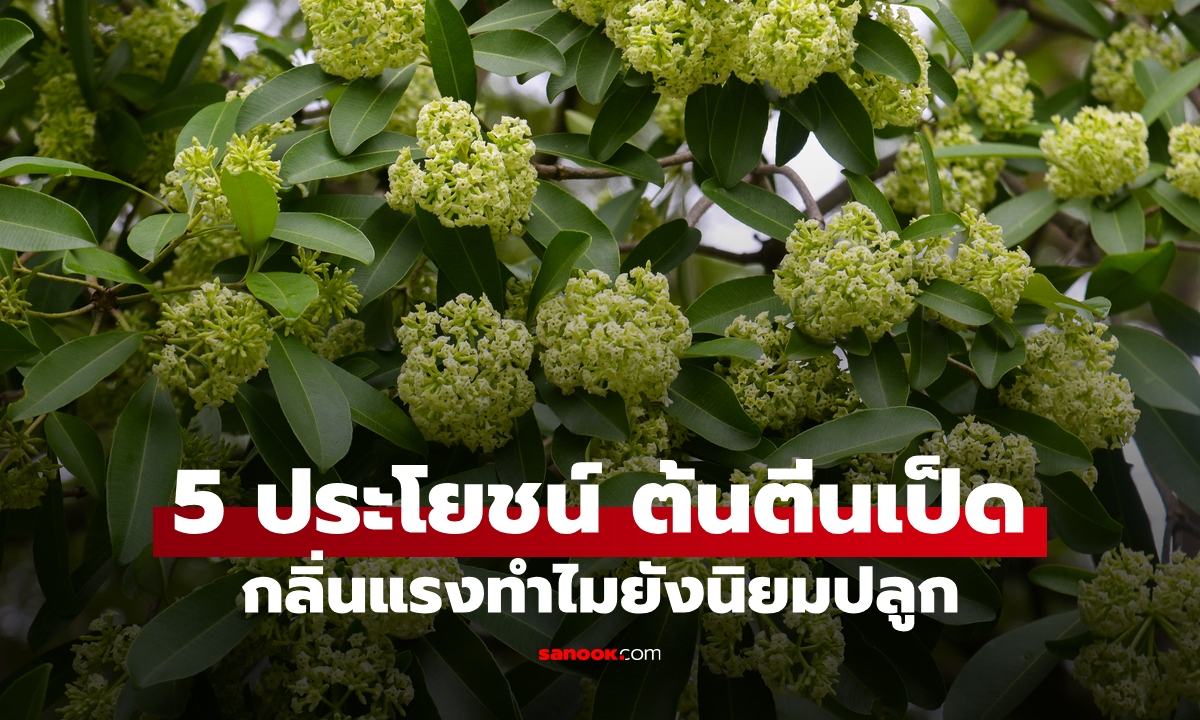 5 ประโยชน์ "ต้นตีนเป็ด" คนบ่นเรื่องกลิ่นทุกปี ทำไมยังนิยมปลูกกันทั่วเมือง