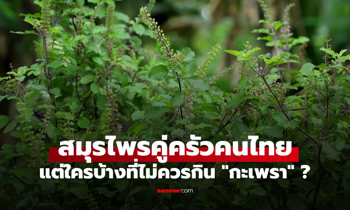 ใครบ้างไม่ควรกิน "กะเพรา" ? สมุนไพรคู่ครัวของคนไทย แต่ 5 กลุ่มนี้ต้องระวัง!