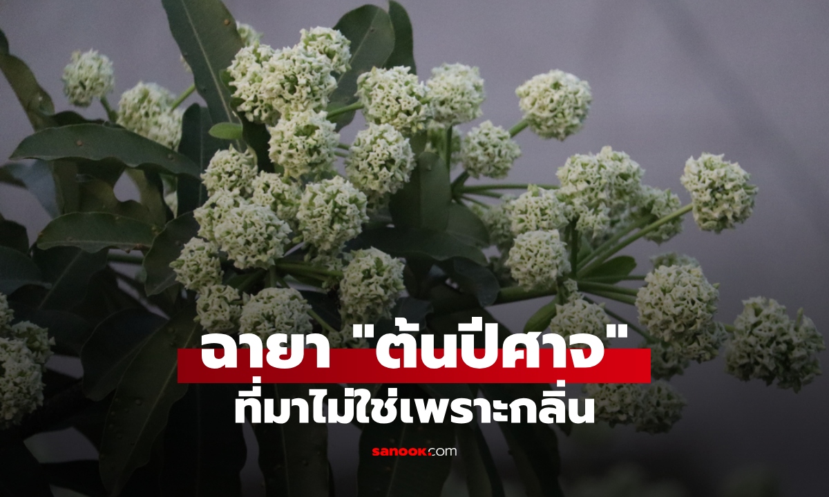 ทำไมต้นตีนเป็ดได้ฉายา "ต้นปีศาจ" เหตุผลไม่ใช่เพราะกลิ่น เปิดความเชื่อตำนานลึกลับ