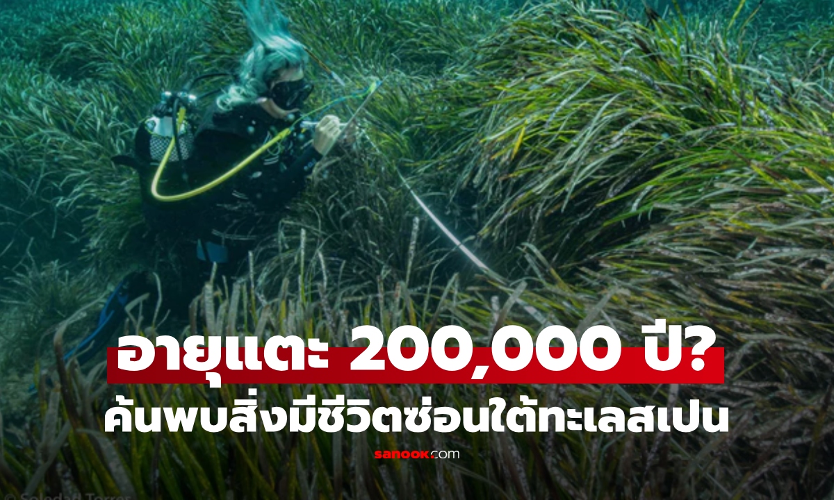 ค้นพบสิ่งมีชีวิตอายุ 200,000 ปี ซ่อนใต้ทะเลสเปน เปิดความลับอายุขัยสุดทึ่ง!
