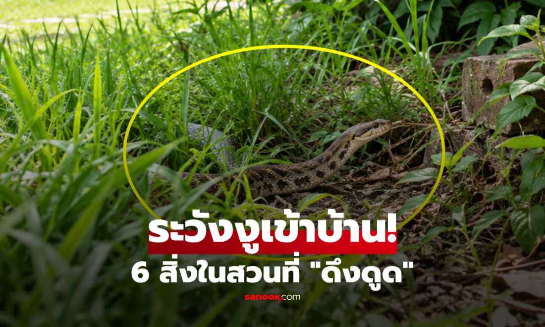 ระวัง! สวนใครมี 6 สิ่งนี้ อย่าแปลกใจถ้า "งู" ชอบเลื้อยเข้ามาใกล้ๆ