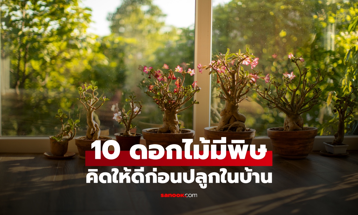 10 ดอกไม้มีพิษ คิดให้ดีก่อนปลูกในบ้าน สวยงามแต่อันตรายอย่างคาดไม่ถึง