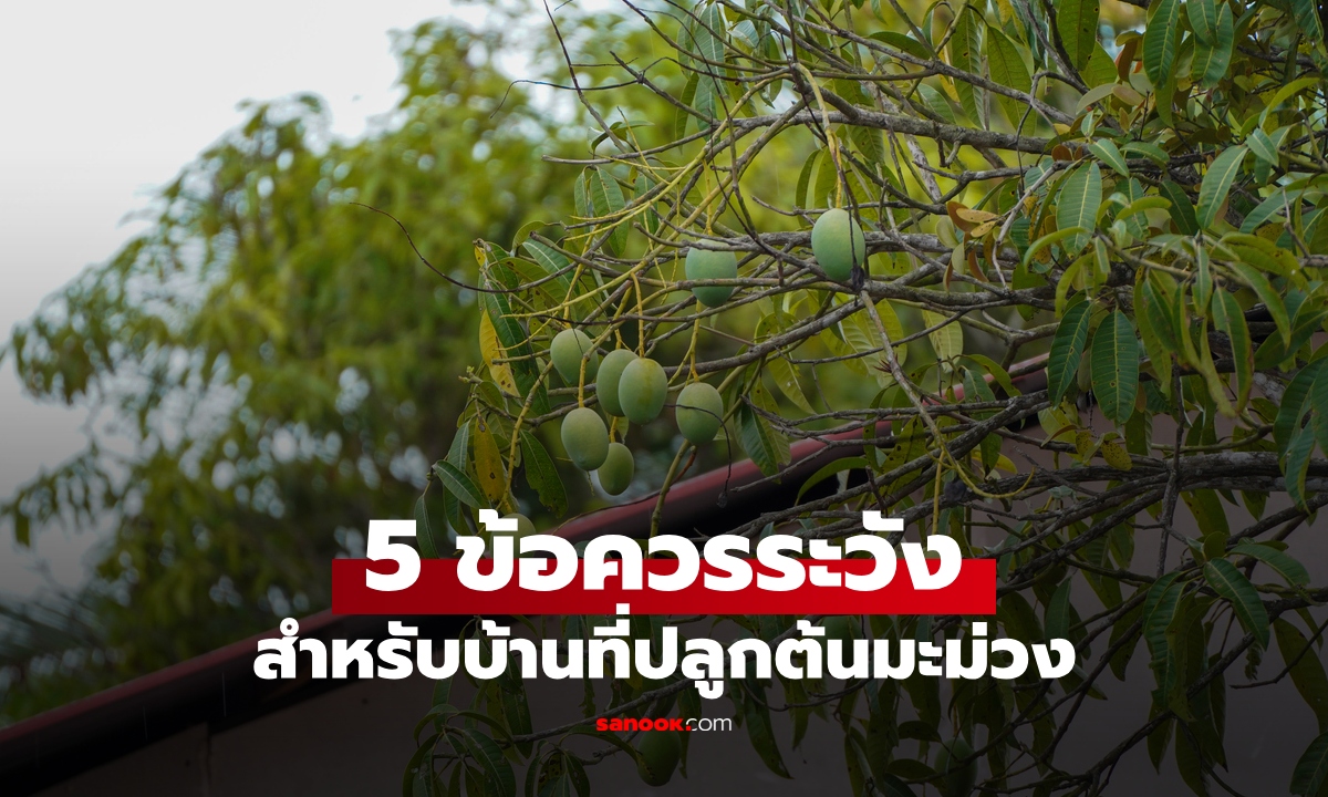 คำเตือนสำหรับบ้านที่ "ปลูกต้นมะม่วง" ระวัง 5 อันตราย เสี่ยงเกิดปัญหาไม่รู้จบ