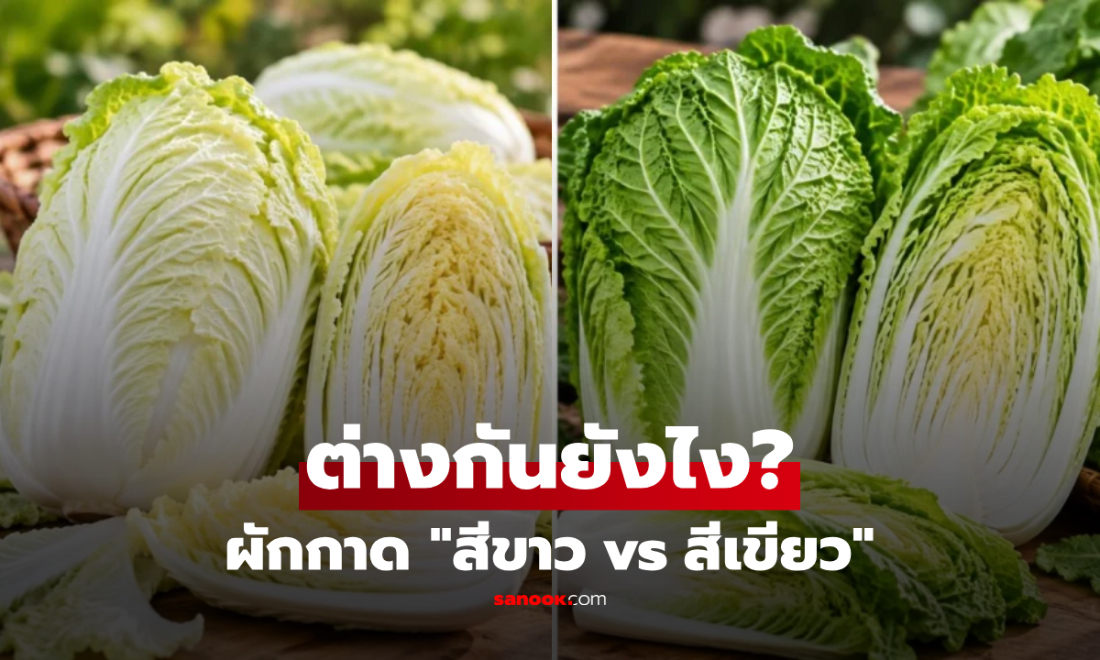 ผักกาด "สีขาว vs สีเขียว" ต่างกันอย่างไร? เปิดสิ่งที่คนทำอาหารควรรู้!
