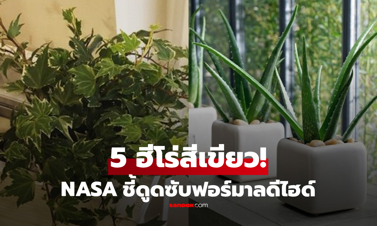 5 ต้นไม้ "ฮีโร่สีเขียว" NASA แนะให้ปลูกในร่ม ดูดซับฟอร์มาลดีไฮด์ "สารก่อมะเร็ง"