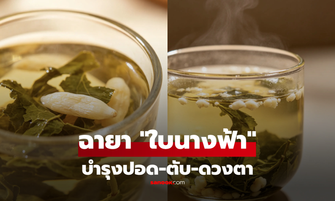 1 ใบไม้ที่คนจีนเรียกว่า "ใบเซียน" อวยยศสรรพคุณ ดื่มบำรุงปอด-ตับ-ดวงตา!