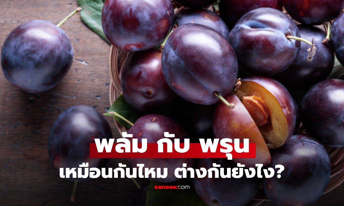 ลูกพลัม กับ ลูกพรุน ใช่อย่างเดียวกันไหม? ต่างกันยังไง หลายคนเข้าใจผิดมาตลอด