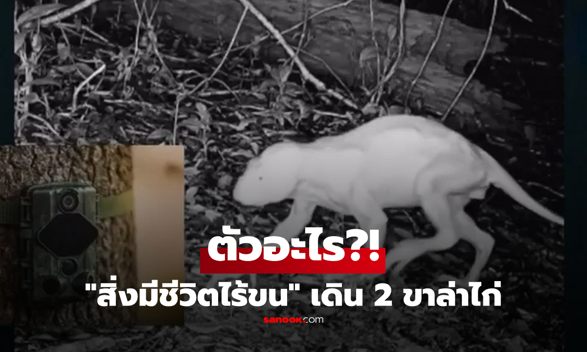 ฮือฮา! เปิดคลิปถ่ายติด "สิ่งมีชีวิตไร้ขน" เดิน 2 ขาล่าไก่ ชาวเน็ตชี้เหมือนเอเลี่ยน