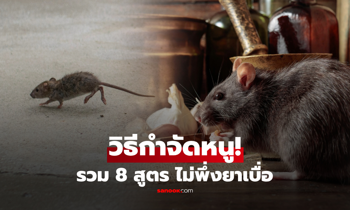 รวมให้แล้ว 8 วิธี "กำจัดหนู" อย่างได้ผล โดยไม่ต้องใช้ยาเบื่อ!